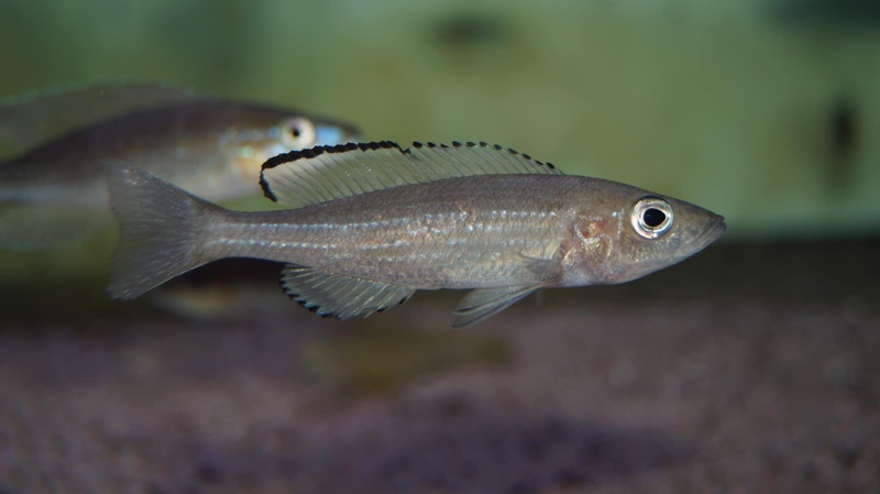 Paracyprichromis sp. 'brieni two-stripe' Izinga
